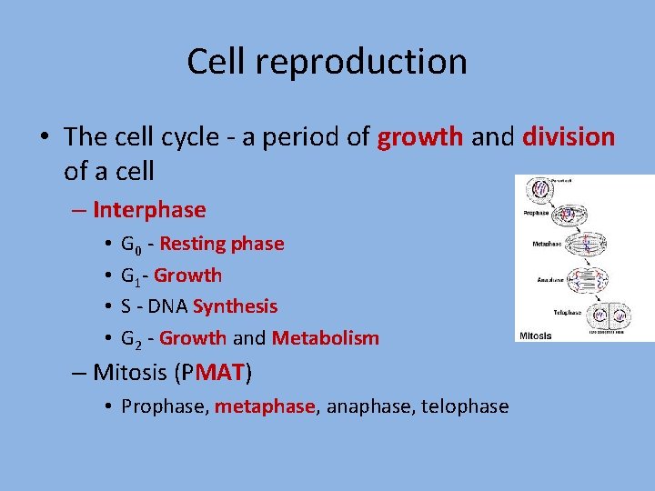 Cell reproduction • The cell cycle - a period of growth and division of