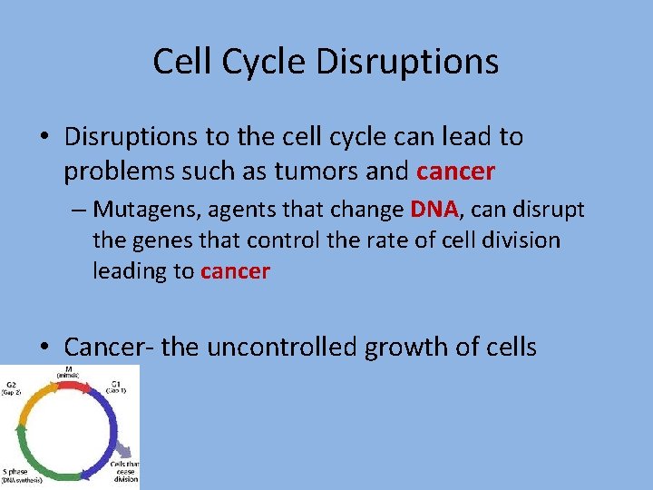 Cell Cycle Disruptions • Disruptions to the cell cycle can lead to problems such