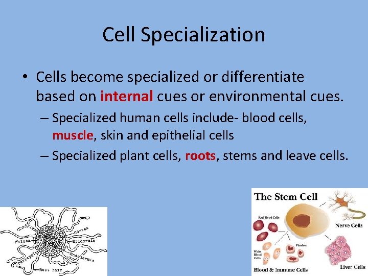 Cell Specialization • Cells become specialized or differentiate based on internal cues or environmental