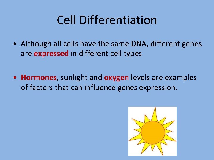 Cell Differentiation • Although all cells have the same DNA, different genes are expressed