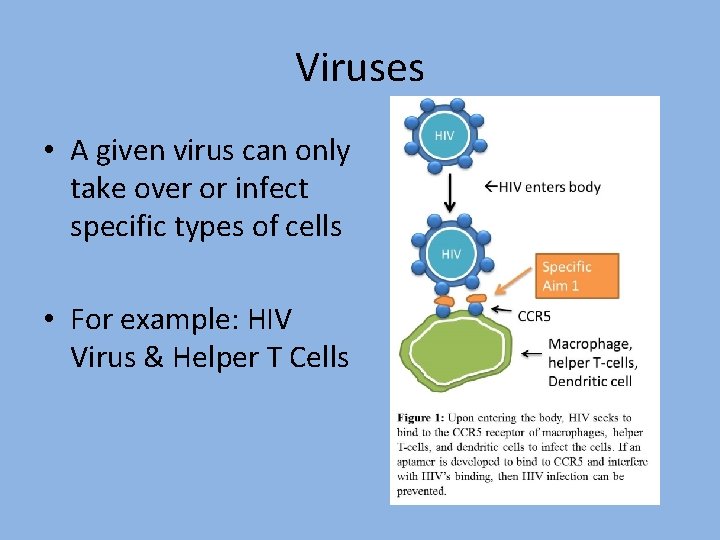 Viruses • A given virus can only take over or infect specific types of