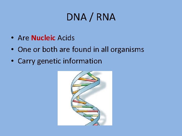 DNA / RNA • Are Nucleic Acids • One or both are found in