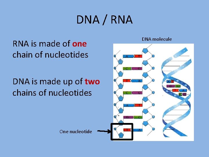DNA / RNA is made of one chain of nucleotides DNA is made up