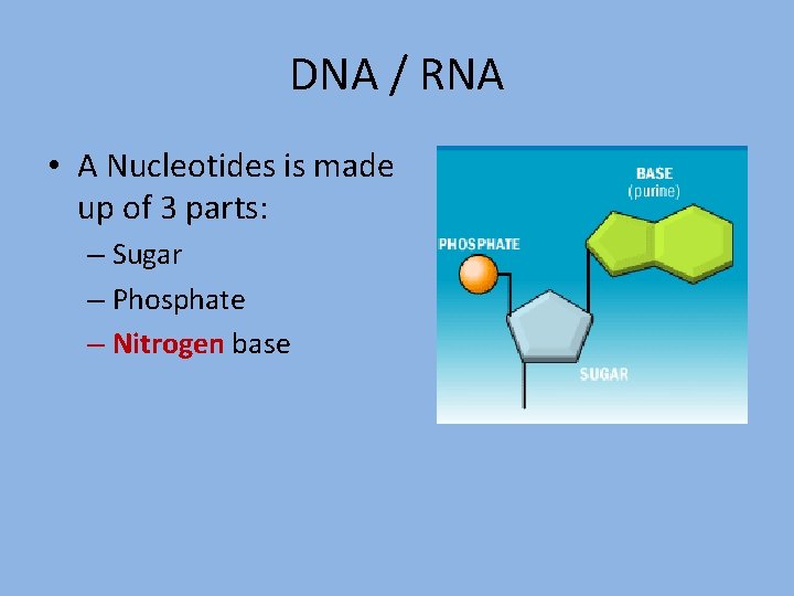 DNA / RNA • A Nucleotides is made up of 3 parts: – Sugar