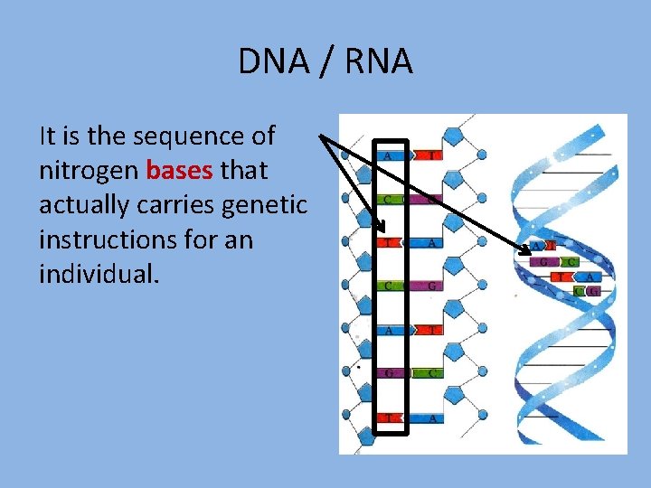 DNA / RNA It is the sequence of nitrogen bases that actually carries genetic
