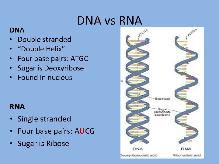 DNA vs RNA DNA • Double stranded • “Double Helix” • Four base pairs: