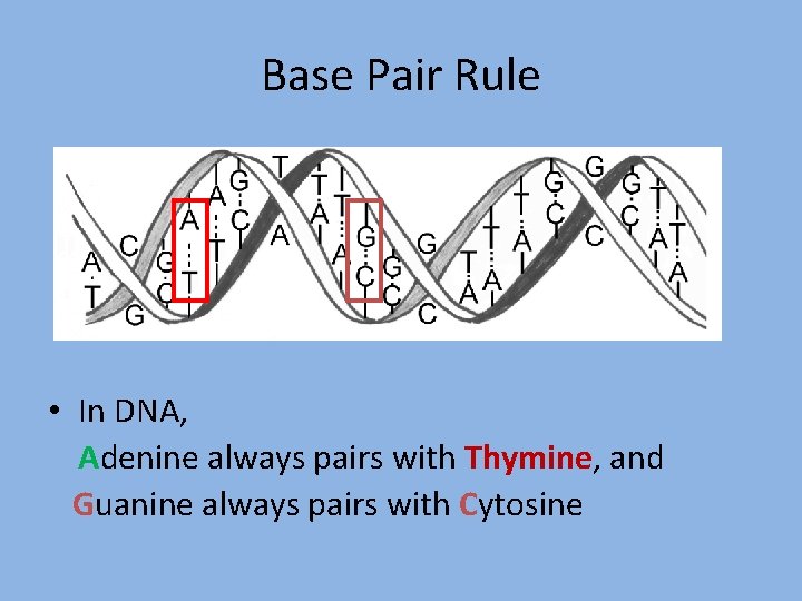 Base Pair Rule • In DNA, Adenine always pairs with Thymine, and Guanine always