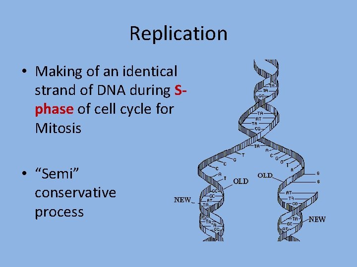 Replication • Making of an identical strand of DNA during Sphase of cell cycle