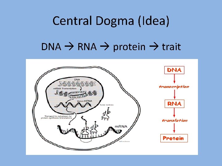 Central Dogma (Idea) DNA RNA protein trait 