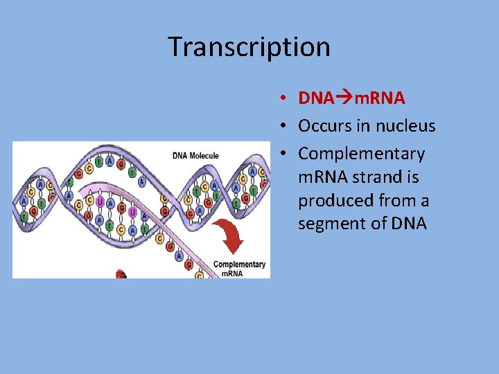 Transcription • DNA m. RNA • Occurs in nucleus • Complementary m. RNA strand