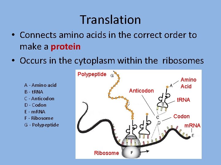 Translation • Connects amino acids in the correct order to make a protein •