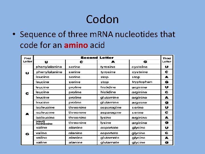 Codon • Sequence of three m. RNA nucleotides that code for an amino acid