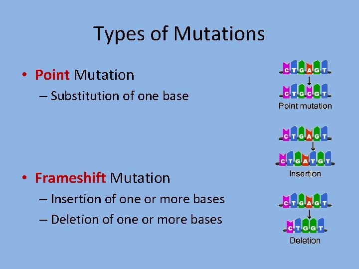 Types of Mutations • Point Mutation – Substitution of one base • Frameshift Mutation