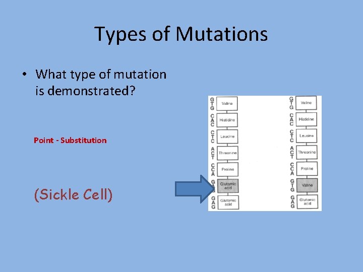 Types of Mutations • What type of mutation is demonstrated? Point - Substitution (Sickle
