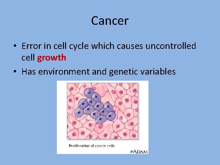 Cancer • Error in cell cycle which causes uncontrolled cell growth • Has environment