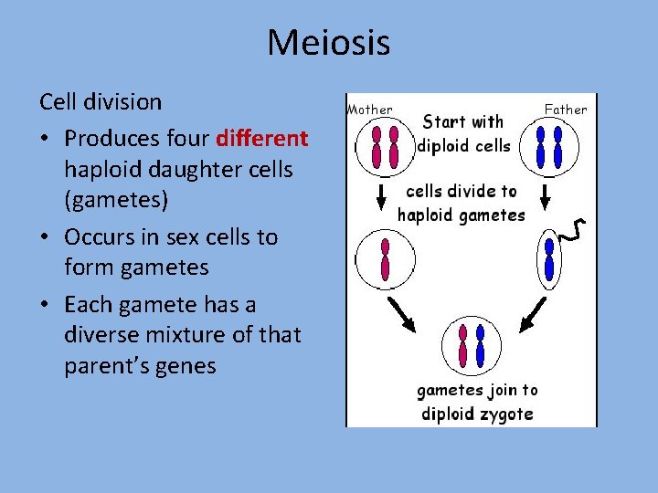 Meiosis Cell division • Produces four different haploid daughter cells (gametes) • Occurs in