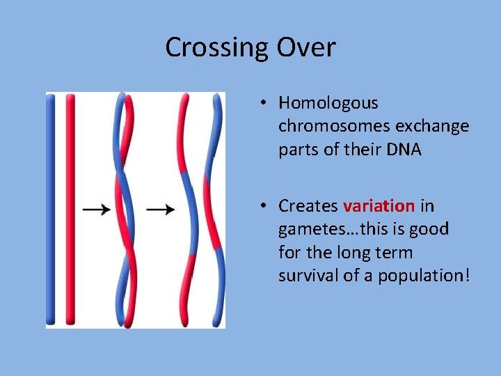 Crossing Over • Homologous chromosomes exchange parts of their DNA • Creates variation in