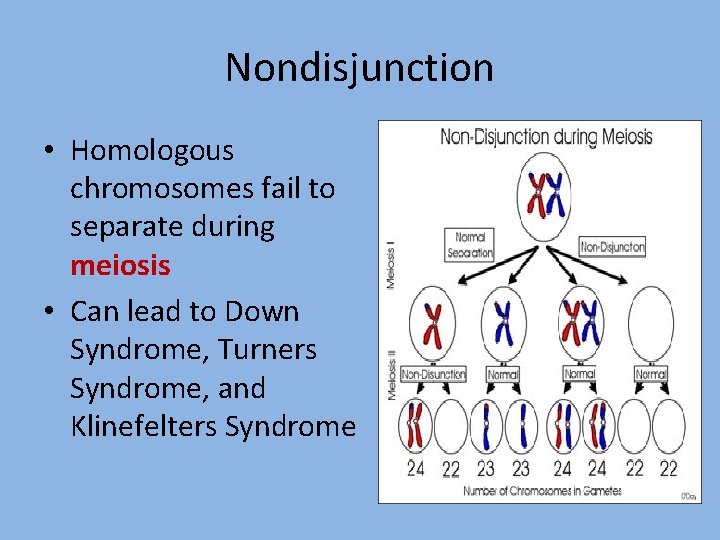 Nondisjunction • Homologous chromosomes fail to separate during meiosis • Can lead to Down