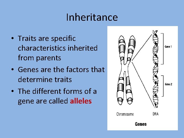 Inheritance • Traits are specific characteristics inherited from parents • Genes are the factors