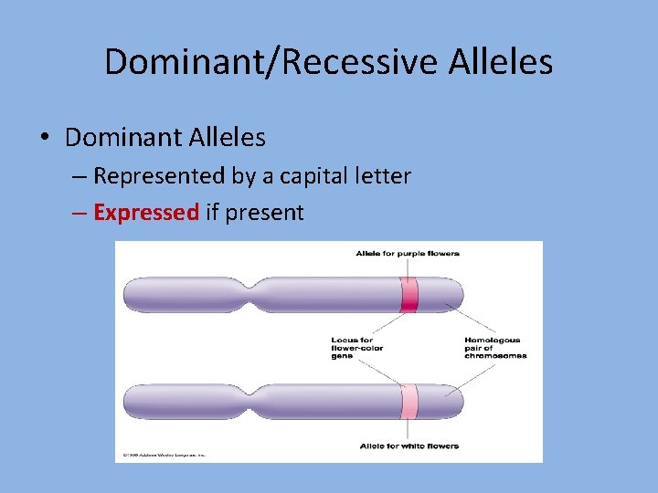 Dominant/Recessive Alleles • Dominant Alleles – Represented by a capital letter – Expressed if