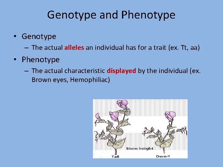 Genotype and Phenotype • Genotype – The actual alleles an individual has for a