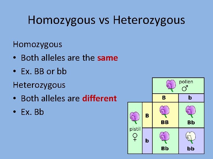 Homozygous vs Heterozygous Homozygous • Both alleles are the same • Ex. BB or