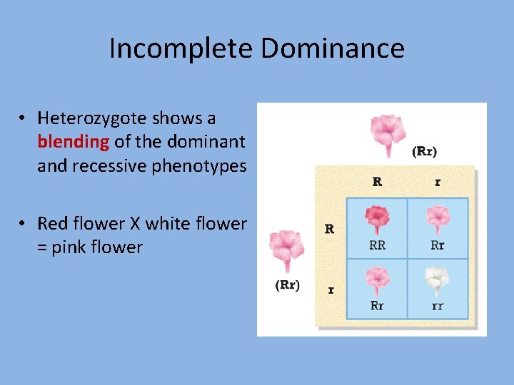 Incomplete Dominance • Heterozygote shows a blending of the dominant and recessive phenotypes •