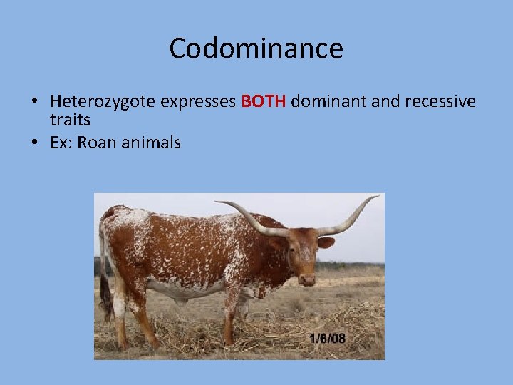 Codominance • Heterozygote expresses BOTH dominant and recessive traits • Ex: Roan animals 