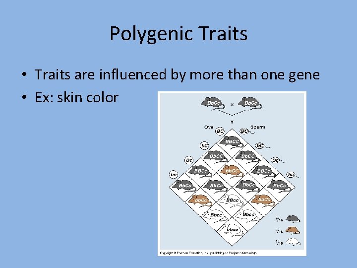 Polygenic Traits • Traits are influenced by more than one gene • Ex: skin