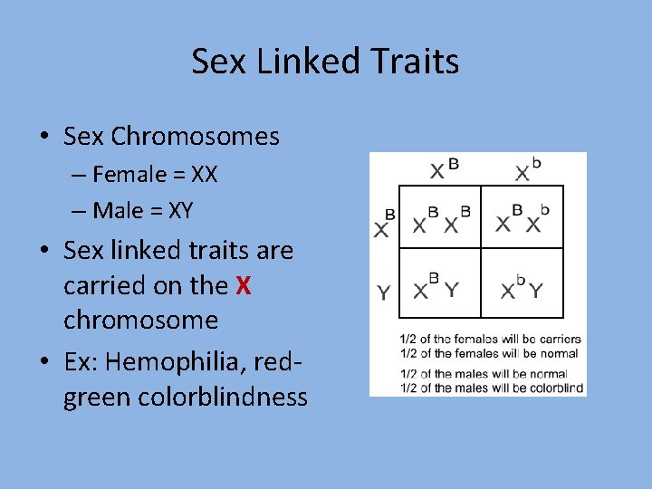 Sex Linked Traits • Sex Chromosomes – Female = XX – Male = XY