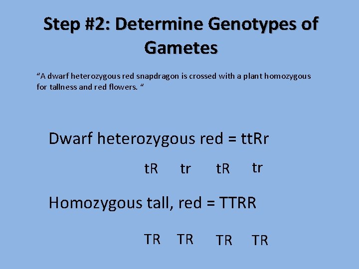 Step #2: Determine Genotypes of Gametes “A dwarf heterozygous red snapdragon is crossed with
