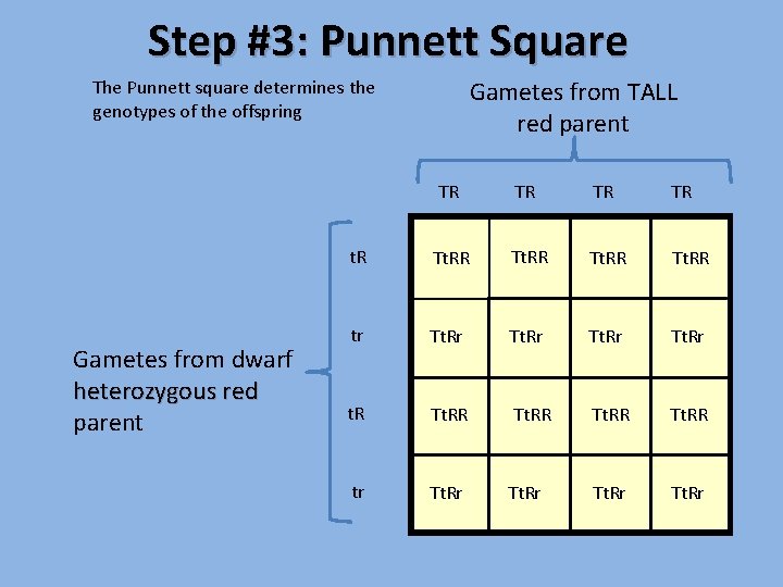 Step #3: Punnett Square Gametes from TALL red parent The Punnett square determines the