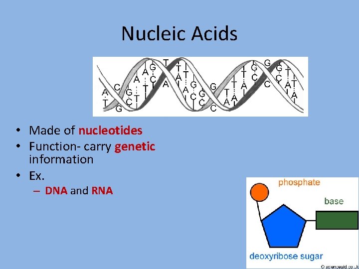 Nucleic Acids • Made of nucleotides • Function- carry genetic information • Ex. –