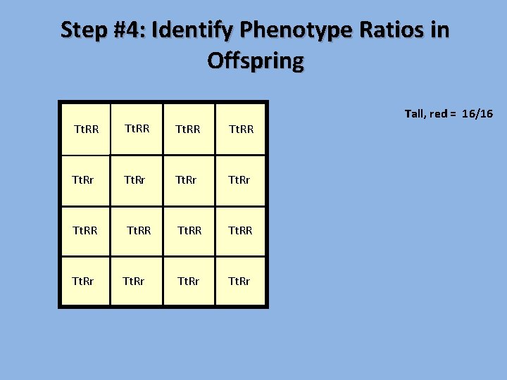 Step #4: Identify Phenotype Ratios in Offspring Tall, red = 16/16 Tt. RR Tt.