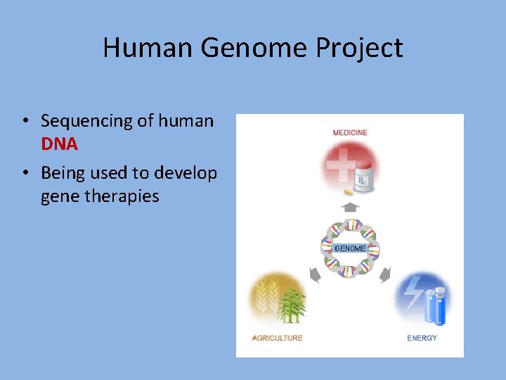 Human Genome Project • Sequencing of human DNA • Being used to develop gene