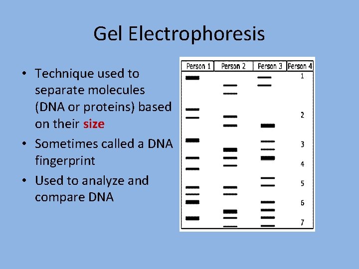 Gel Electrophoresis • Technique used to separate molecules (DNA or proteins) based on their