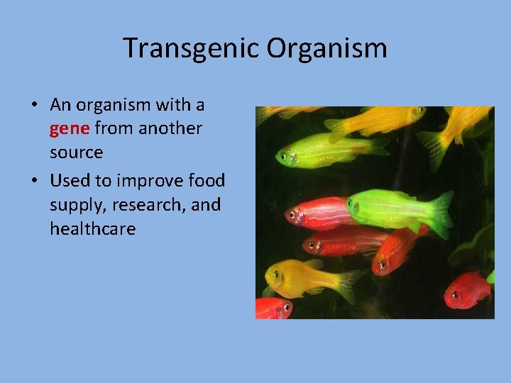 Transgenic Organism • An organism with a gene from another source • Used to