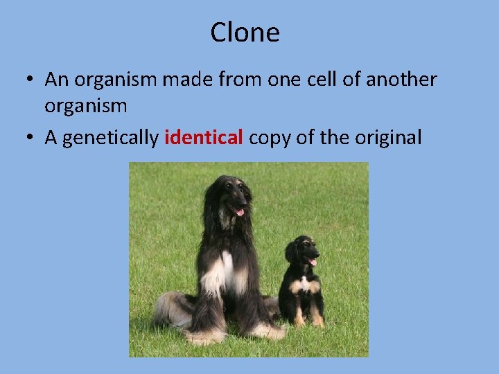 Clone • An organism made from one cell of another organism • A genetically