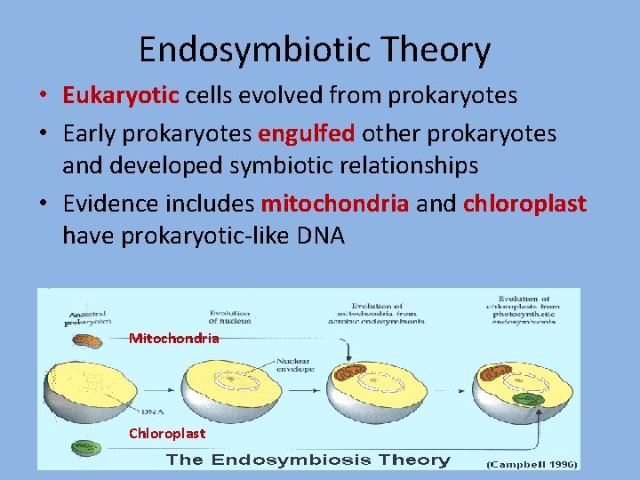 Endosymbiotic Theory • Eukaryotic cells evolved from prokaryotes • Early prokaryotes engulfed other prokaryotes