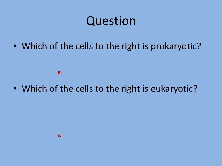 Question • Which of the cells to the right is prokaryotic? B • Which