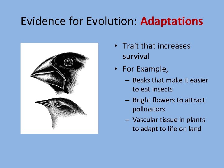 Evidence for Evolution: Adaptations • Trait that increases survival • For Example, – Beaks