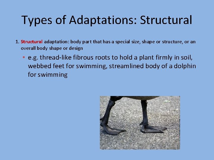 Types of Adaptations: Structural 1. Structural adaptation: body part that has a special size,