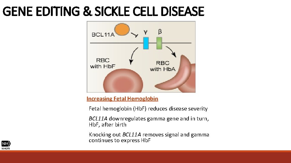 GENE EDITING & SICKLE CELL DISEASE Increasing Fetal Hemoglobin Fetal hemoglobin (Hb. F) reduces