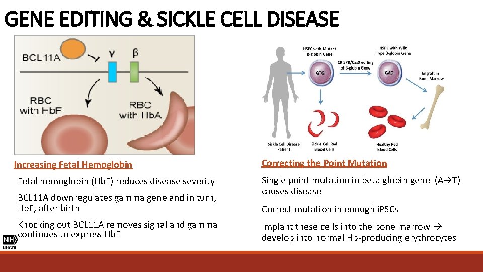 GENE EDITING & SICKLE CELL DISEASE Increasing Fetal Hemoglobin Correcting the Point Mutation Fetal