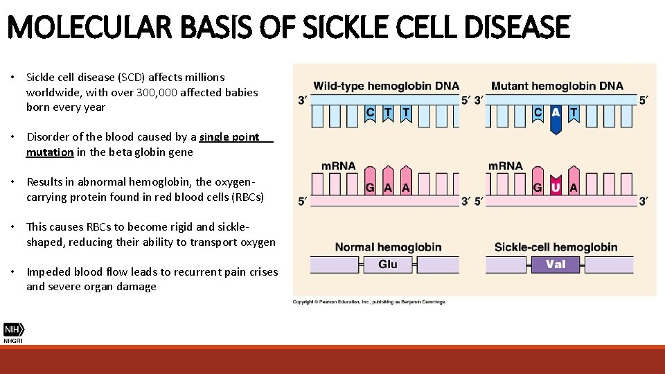 MOLECULAR BASIS OF SICKLE CELL DISEASE • Sickle cell disease (SCD) affects millions worldwide,