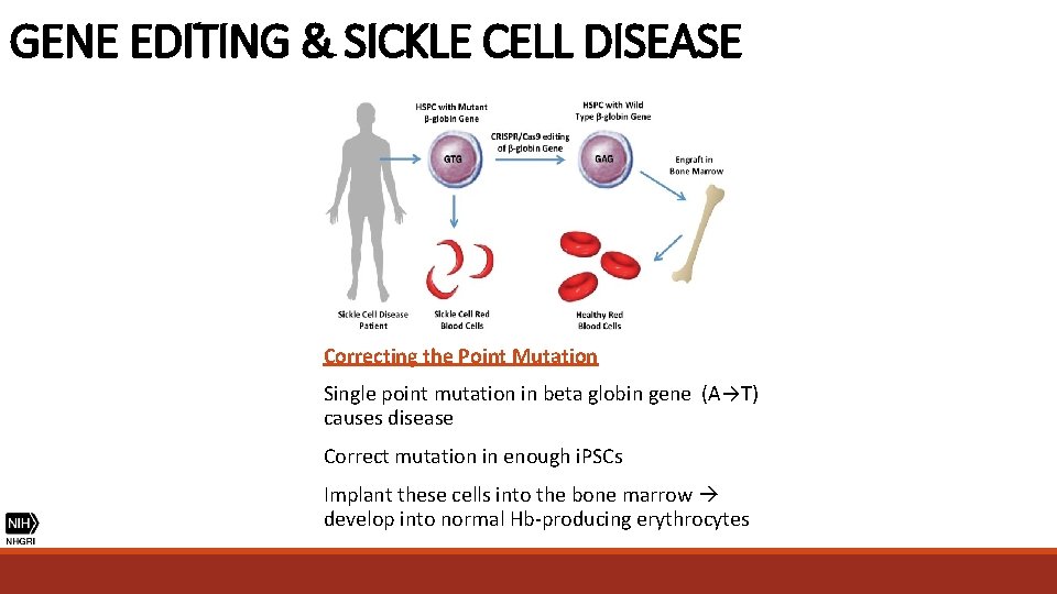 GENE EDITING & SICKLE CELL DISEASE Correcting the Point Mutation Single point mutation in