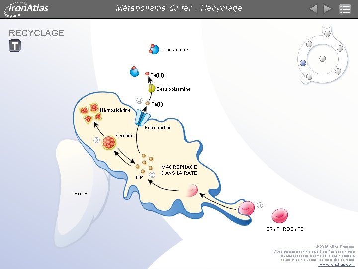 Métabolisme du fer - Recyclage RECYCLAGE Transferrine Fe(III) Céruloplasmine 4 Fe(II) Hémosidérine Ferroportine 3