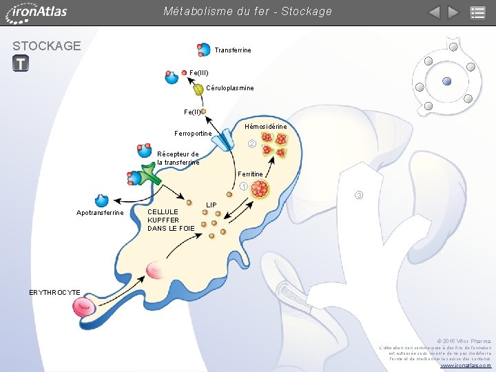 Métabolisme du fer - Stockage STOCKAGE Transferrine Fe(III) Céruloplasmine Fe(II) Ferroportine Hémosidérine 2 Récepteur