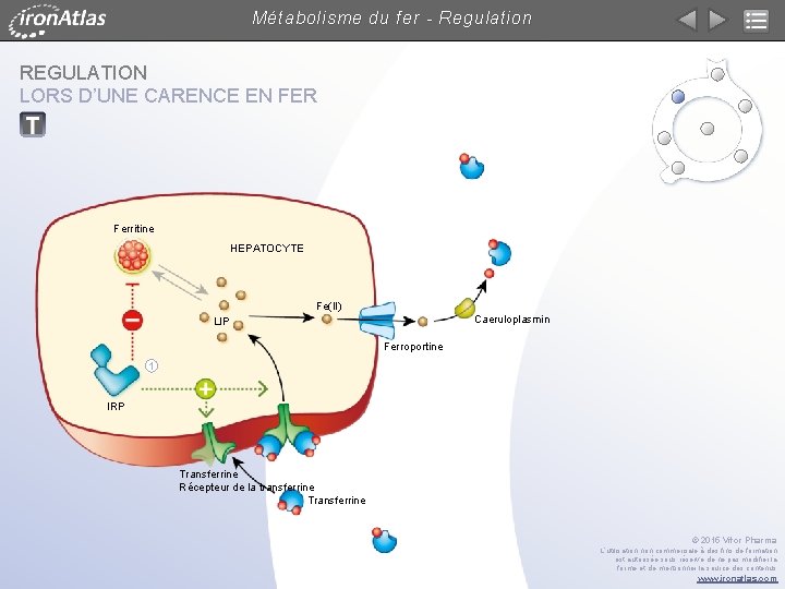 Métabolisme du fer - Regulation REGULATION LORS D’UNE CARENCE EN FER Ferritine HEPATOCYTE Fe(II)