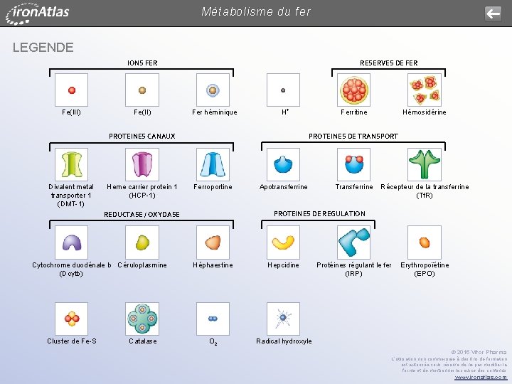 Métabolisme du fer LEGENDE IONS FER Fe(III) Fe(II) RESERVES DE FER Fer héminique H+